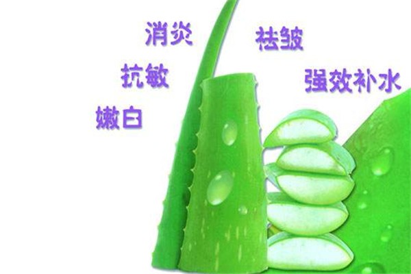 花溪芦荟 花溪芦荟