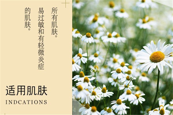 罗马洋甘菊